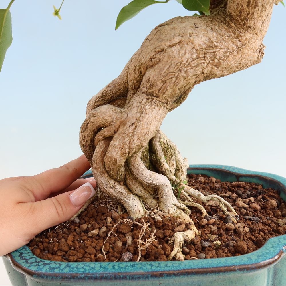 Bonsai-iep voor buiten - euonimus