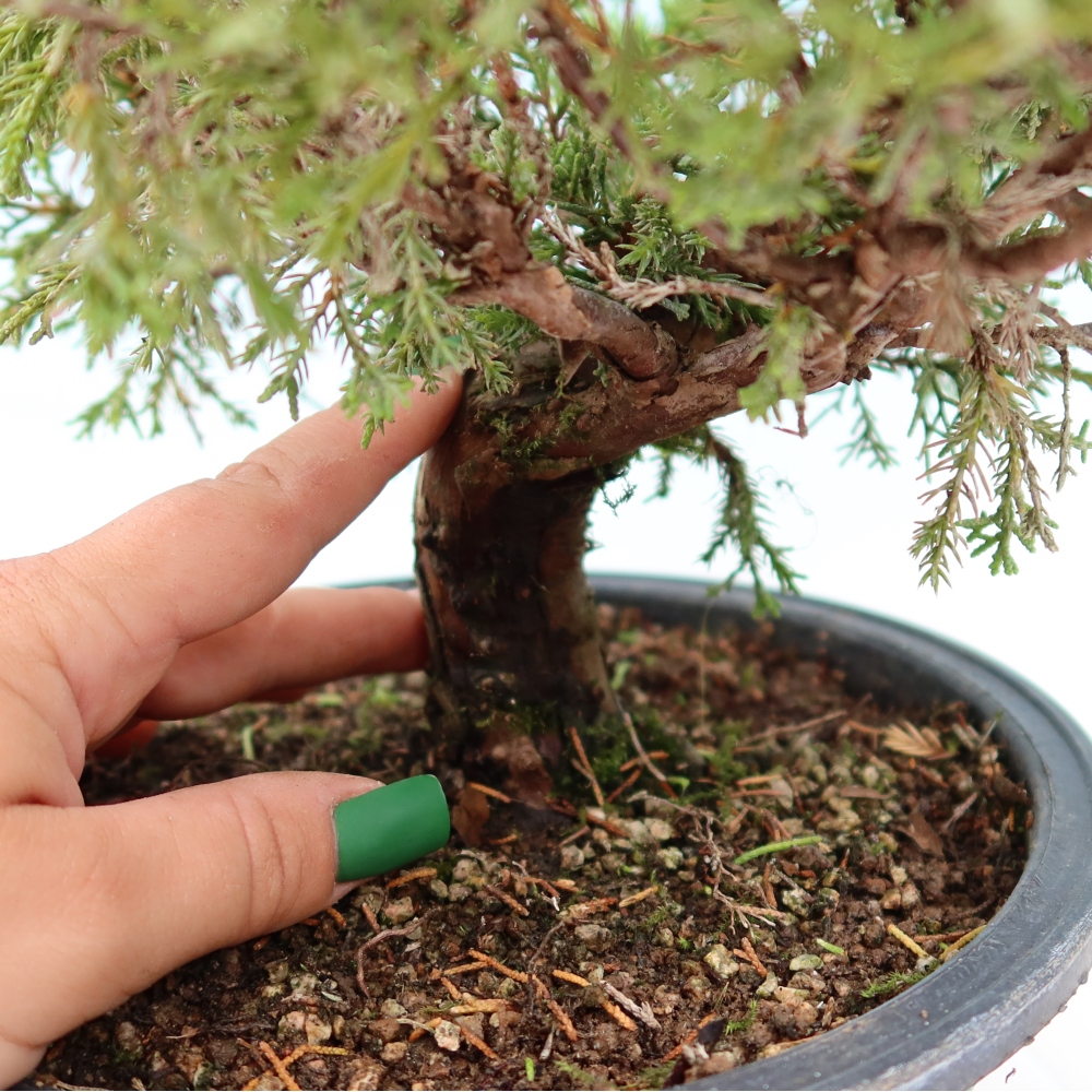 Bonsai voor buiten - Juniperus chinensis Itoigawa-Juniperus chinensis