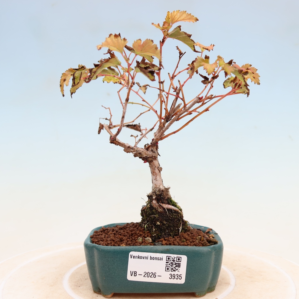 Bonsai voor buiten -  Stephanandra incisa - Gebogen kroonplant