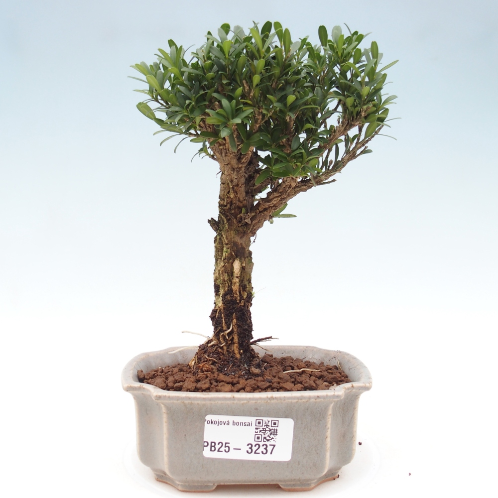 Kamerbonsai - Buxus harlandii - kurk buxus
