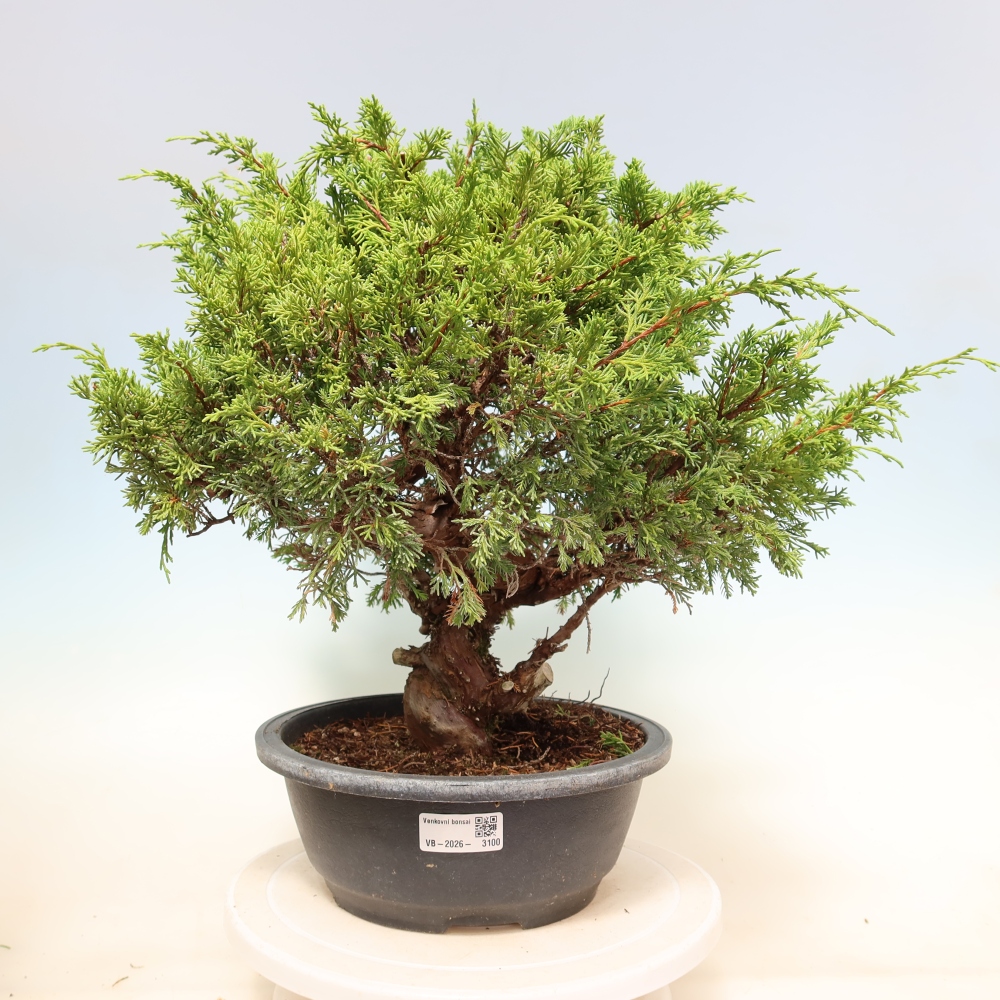 Bonsai voor buiten - Juniperus chinensis Itoigawa-Juniperus chinensis