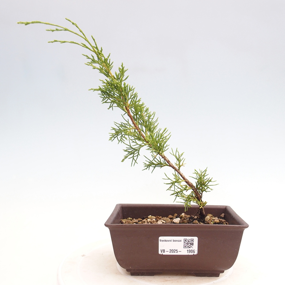 Bonsai voor buiten - Juniperus chinensis Itoigawa