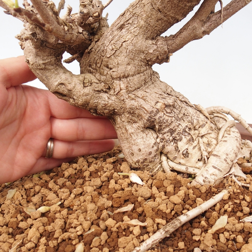 Bonsai voor buiten - Vistaria - Wisteria
