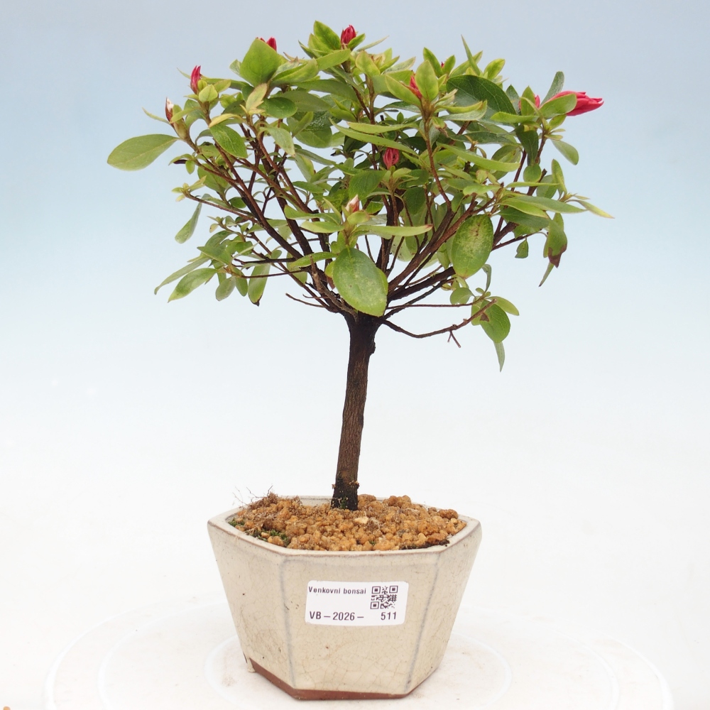 Bonsai voor buiten - Japanse azalea - Azalea sp.