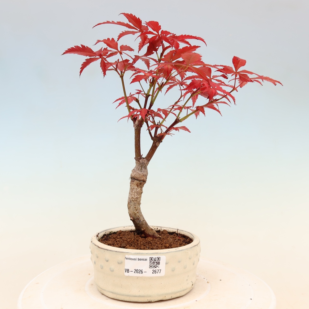 Bonsai voor buiten - Acer palm. Atropurpureum-Javorpalm
