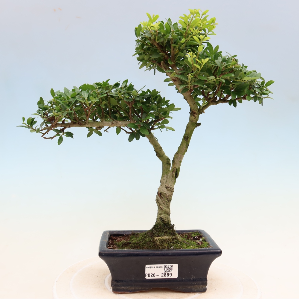 Kamerbonsai - Ilex crenata - Hulst