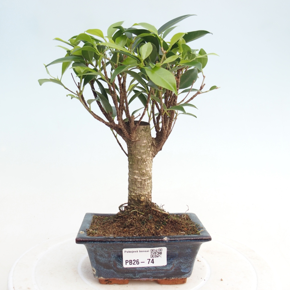 Kamer bonsai Ficus retusa kimmen