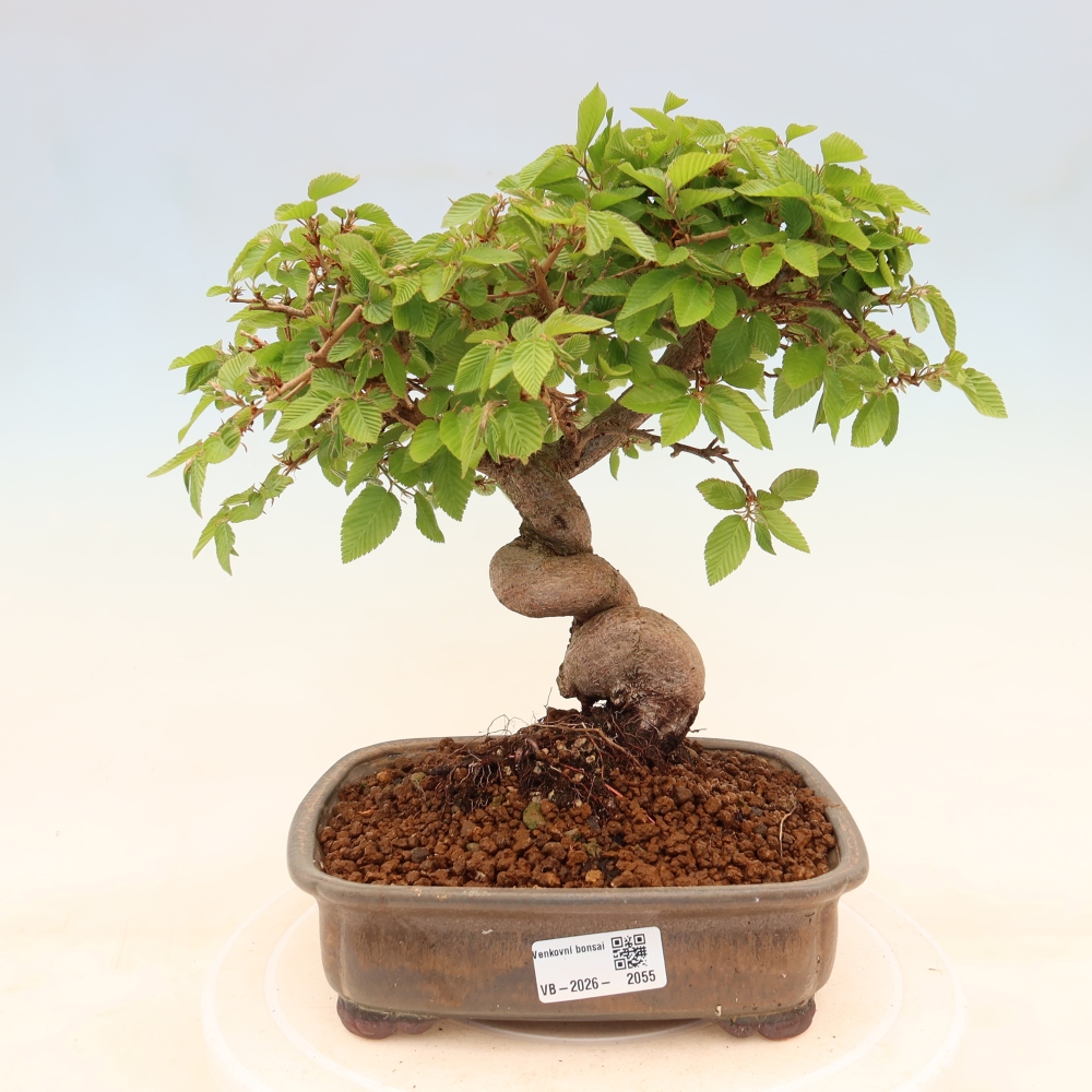 Bonsai voor buiten -Carpinus Coreana - Koreaanse haagbeuk