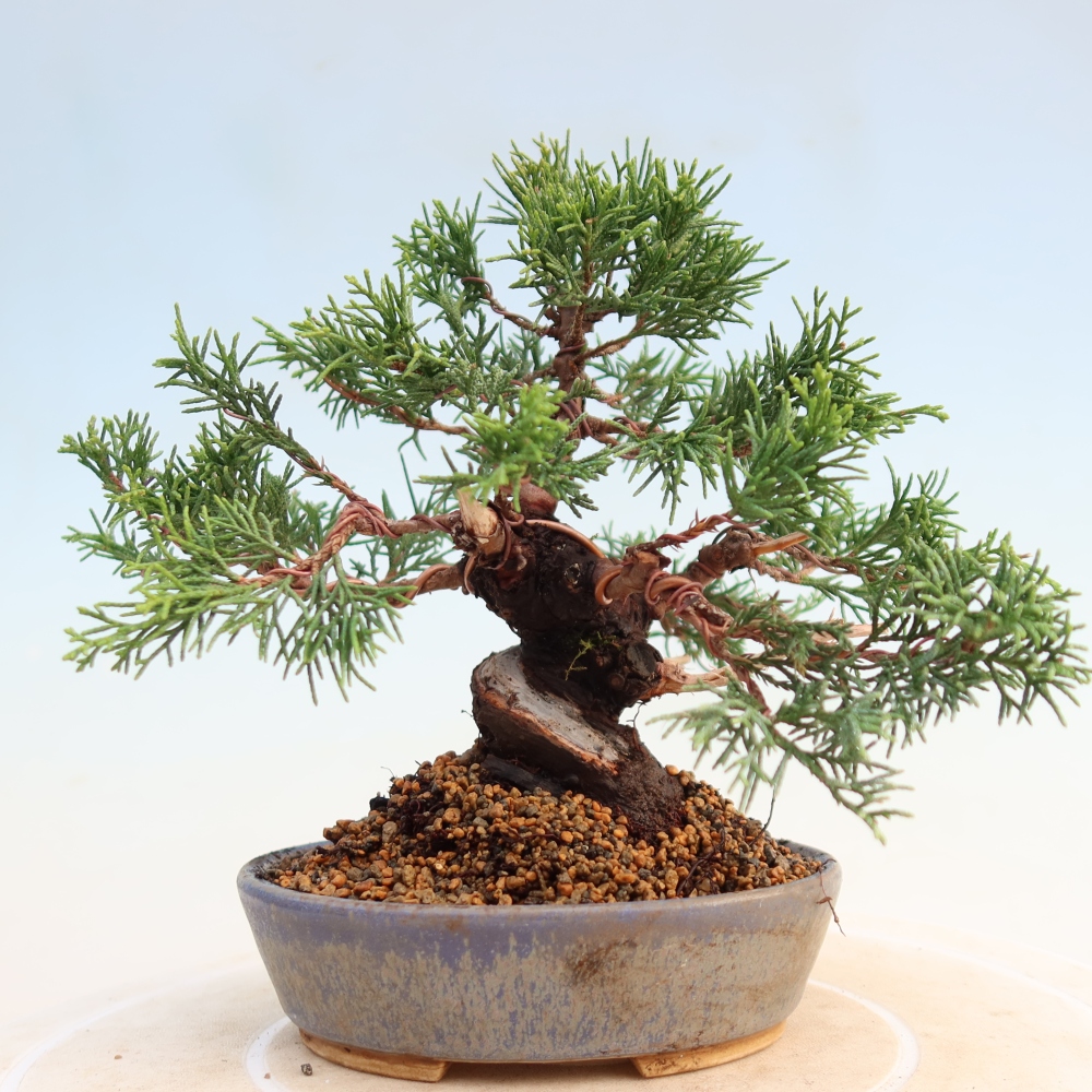 Bonsai voor buiten - Juniperus chinensis Itoigawa