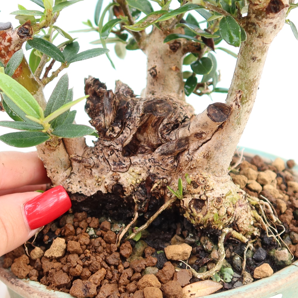 Bonsai voor binnen - Olea europaea sylvestris