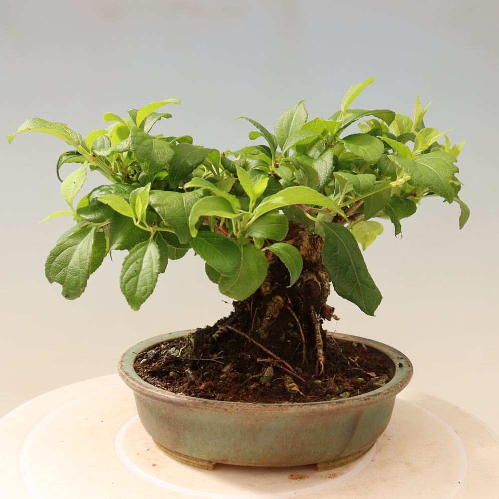 Bonsai voor buiten - Celastrus orbiculatus