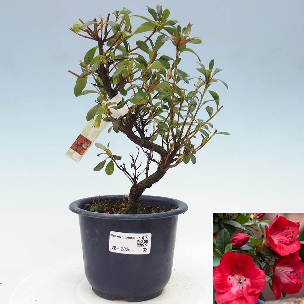 Bonsai voor buiten - Japanse Azalea - Azalea Benibeni