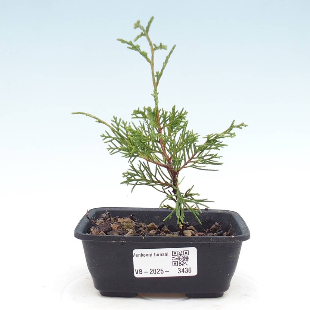 Bonsai voor buiten - Juniperus chinensis Itoigawa