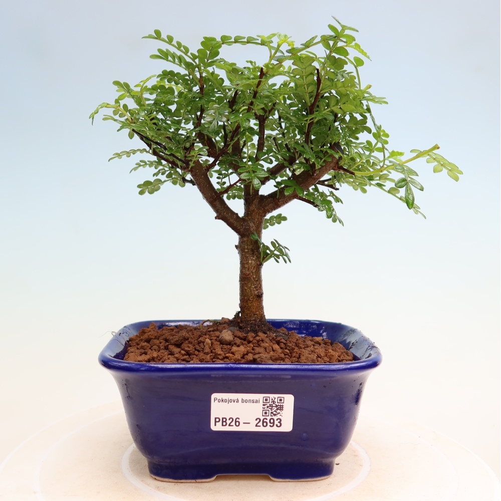 Kamerbonsai - Zantoxylum piperitum - peperboom