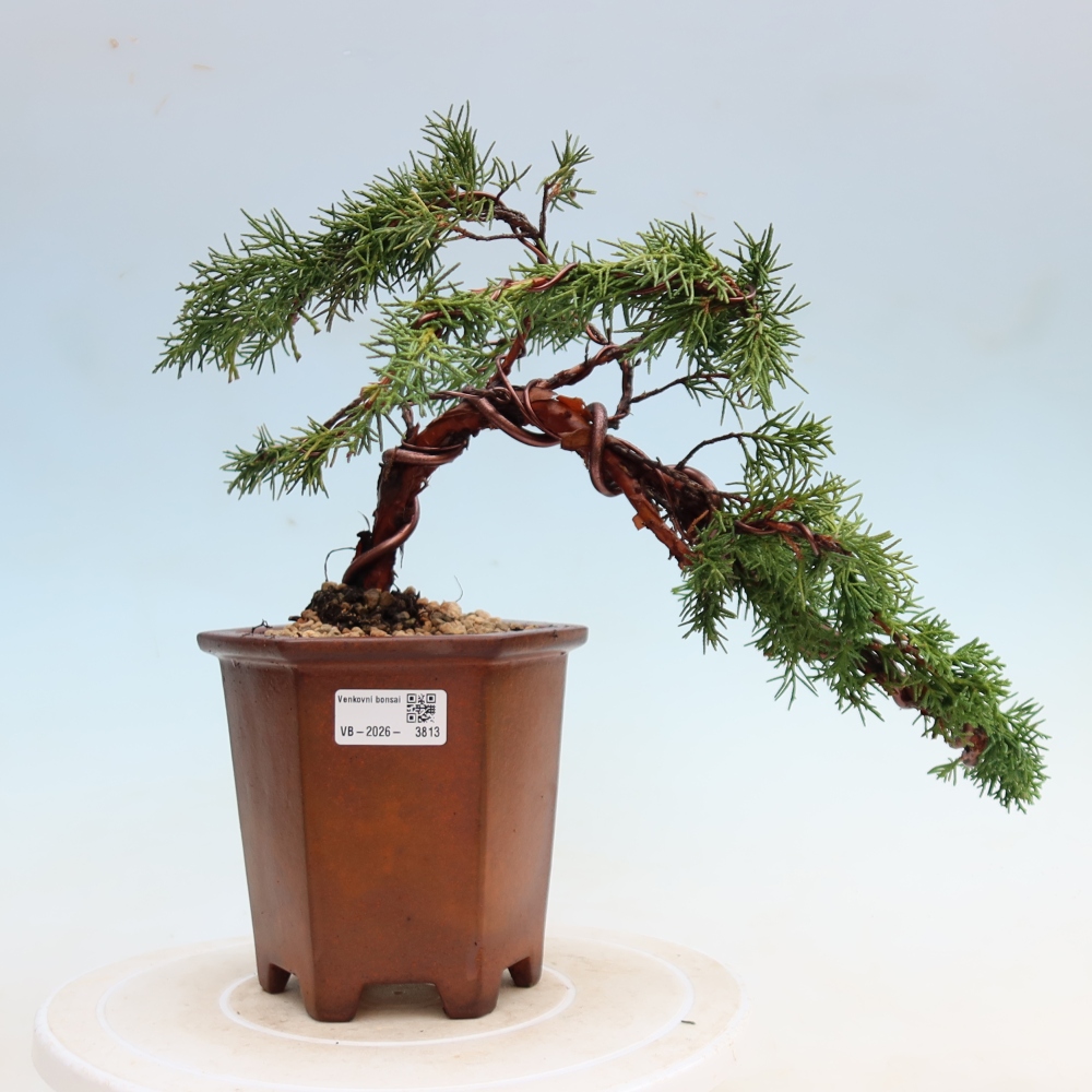 Bonsai voor buiten - Juniperus chinensis Kishu