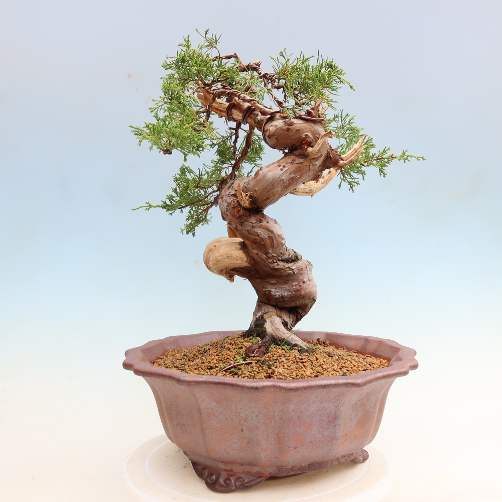Bonsai voor buiten - Juniperus chinensis Itoigawa-Juniperus chinensis