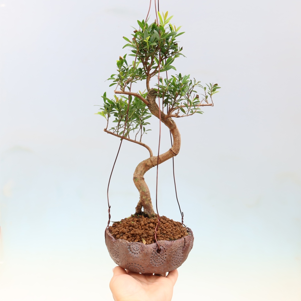 Kokedama in keramiek -Syzygium - Pimentboom