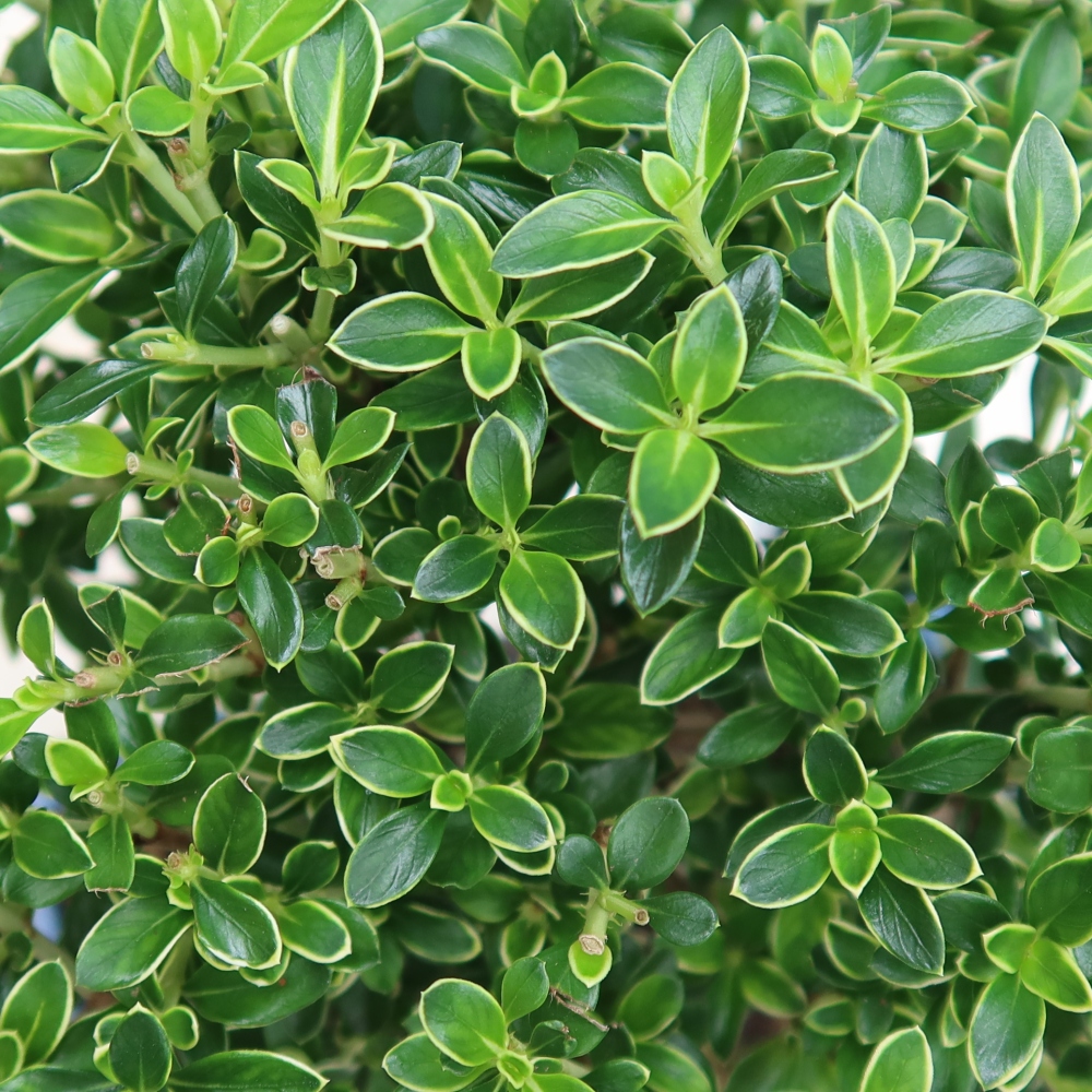 Kamerbonsai - Serissa foetida Variegata - Boom van duizend sterren