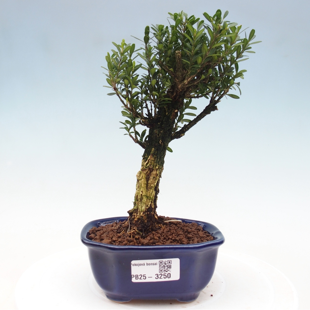 Kamerbonsai - Buxus harlandii - kurk buxus