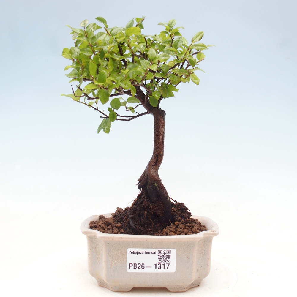 Kamerbonsai - Sageretia thea - Sageretia thea