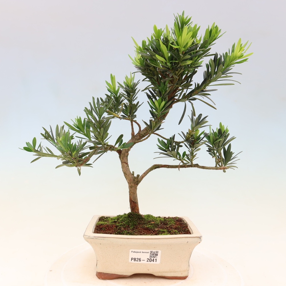 Kamerbonsai - Podocarpus - Taxus