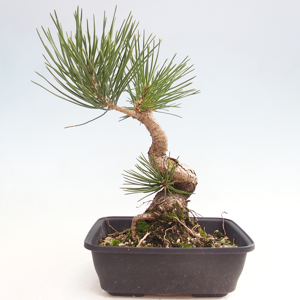 Bonsai voor buiten - Pinus thunbergii - Thunberg den