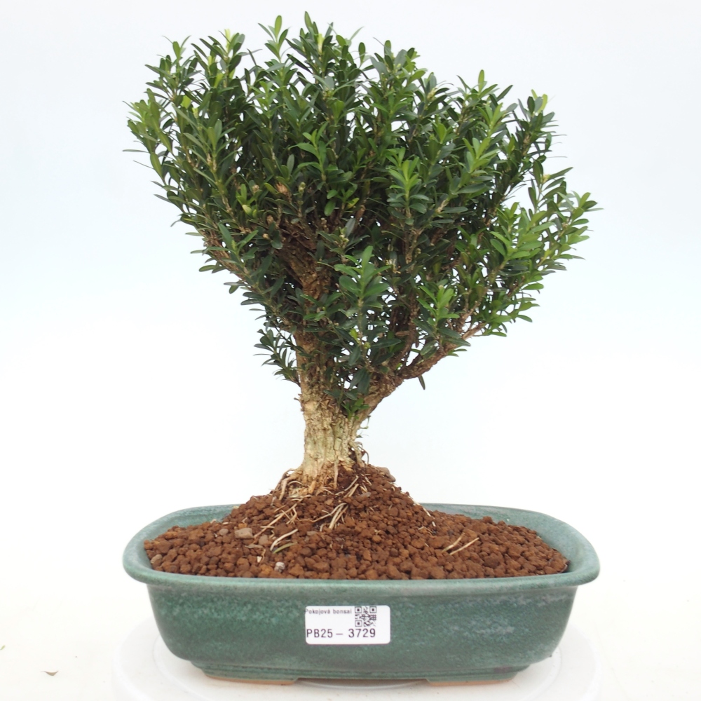 Kamerbonsai - Buxus harlandii - kurk buxus