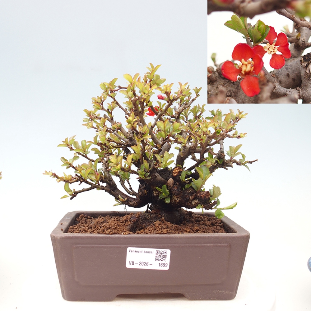 Bonsai voor buiten - Chaneomeles speciosa - Kweepeer