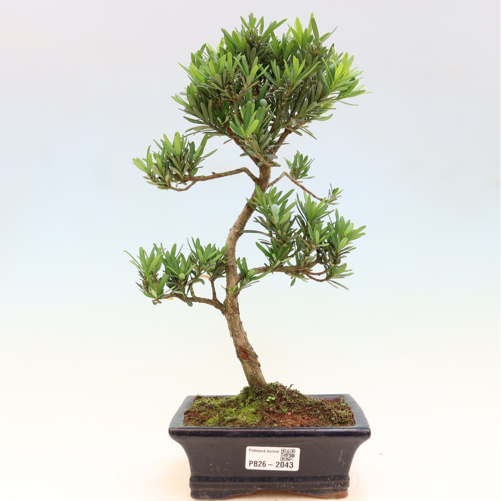 Kamerbonsai - Podocarpus - Taxus