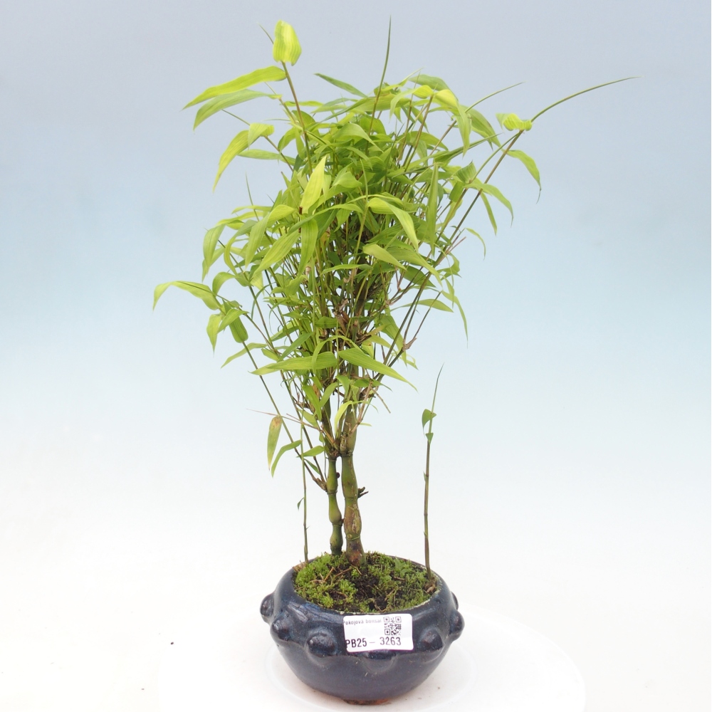 Kamerbonsai - Bamboe budha-Bamboe budha buik