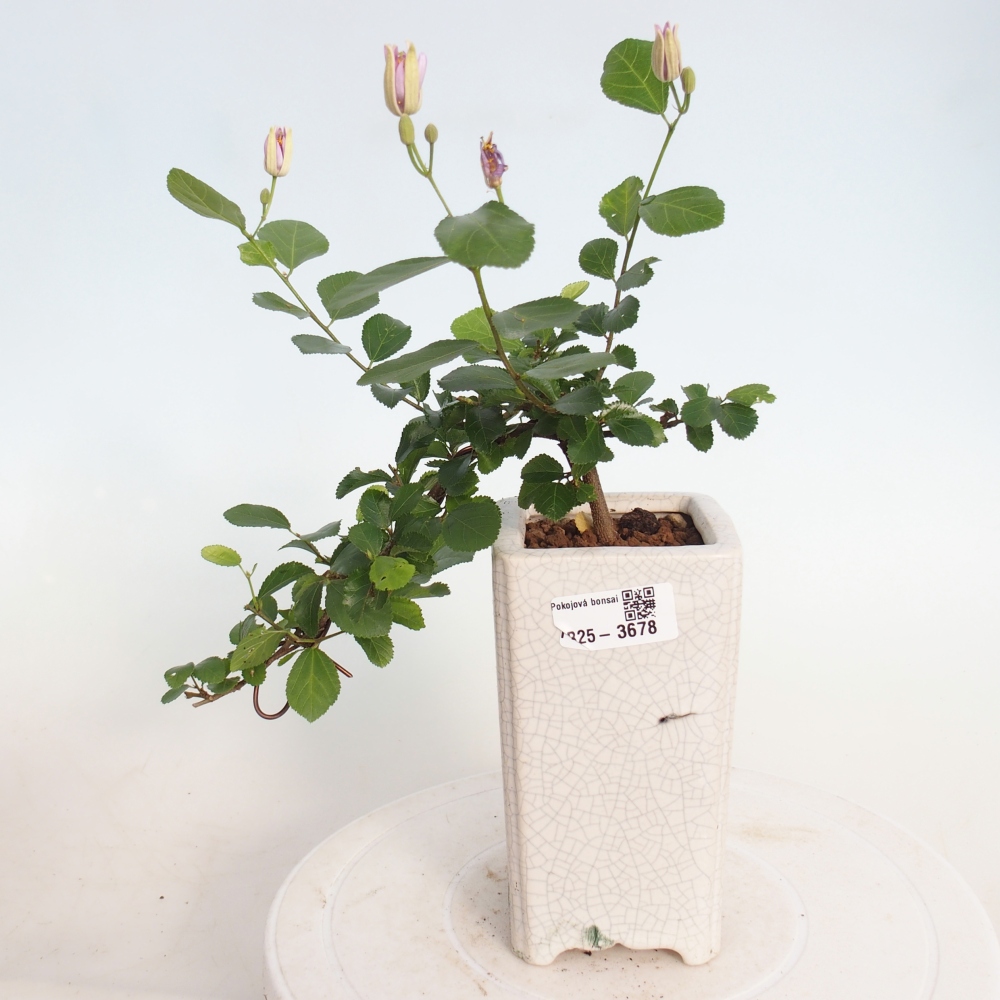 Bonsai - Grewia occidentalis - Lavendel zeester