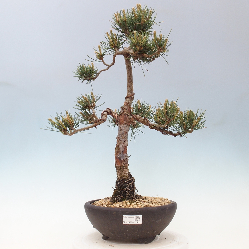 Bonsai voor buiten - Pinus Sylvestris Watererri - grove den