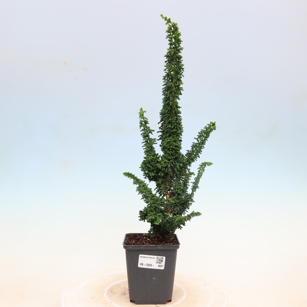 Bonsai voor buiten - Cham. obtusa SEKKA HINOKI - Cipres