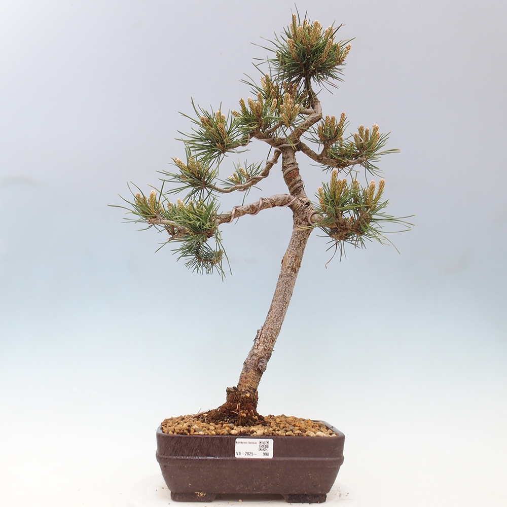 Bonsai voor buiten - Pinus Sylvestris Watererri - grove den