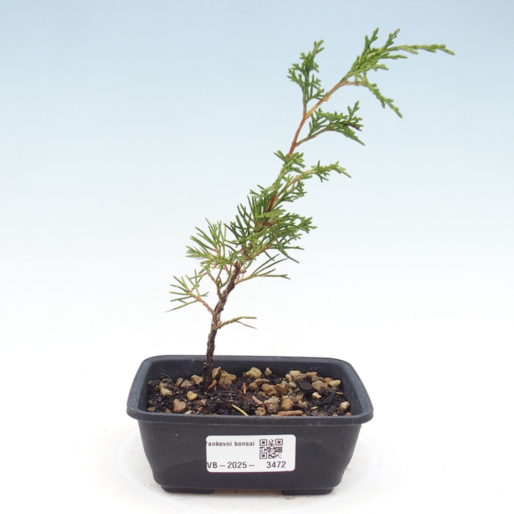Bonsai voor buiten - Juniperus chinensis Itoigawa