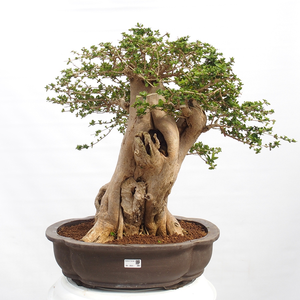Bonsai voor binnen - Premna serratifolia - Kozlovna malolista