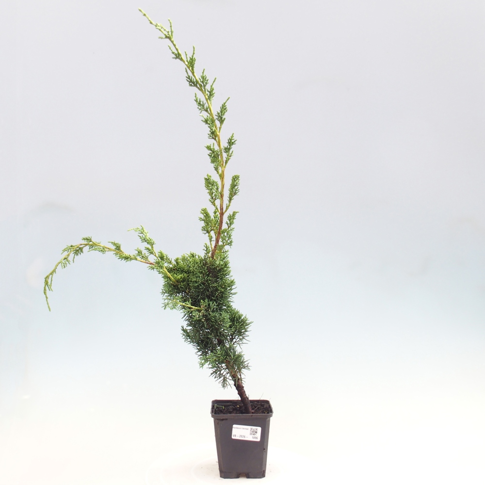 Bonsai voor buiten - Juniperus chinensis Kishu