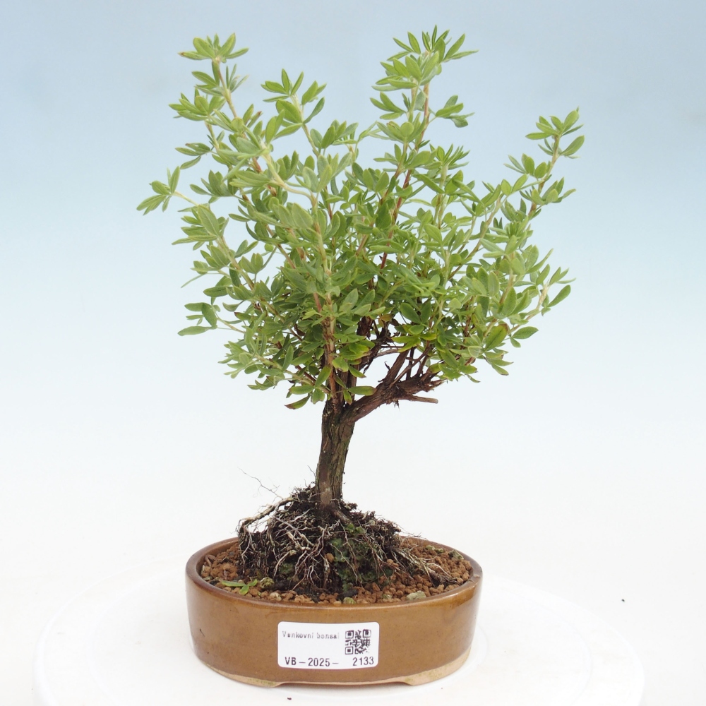 Bonsai voor buiten - Potentila fruticosa gele vogel