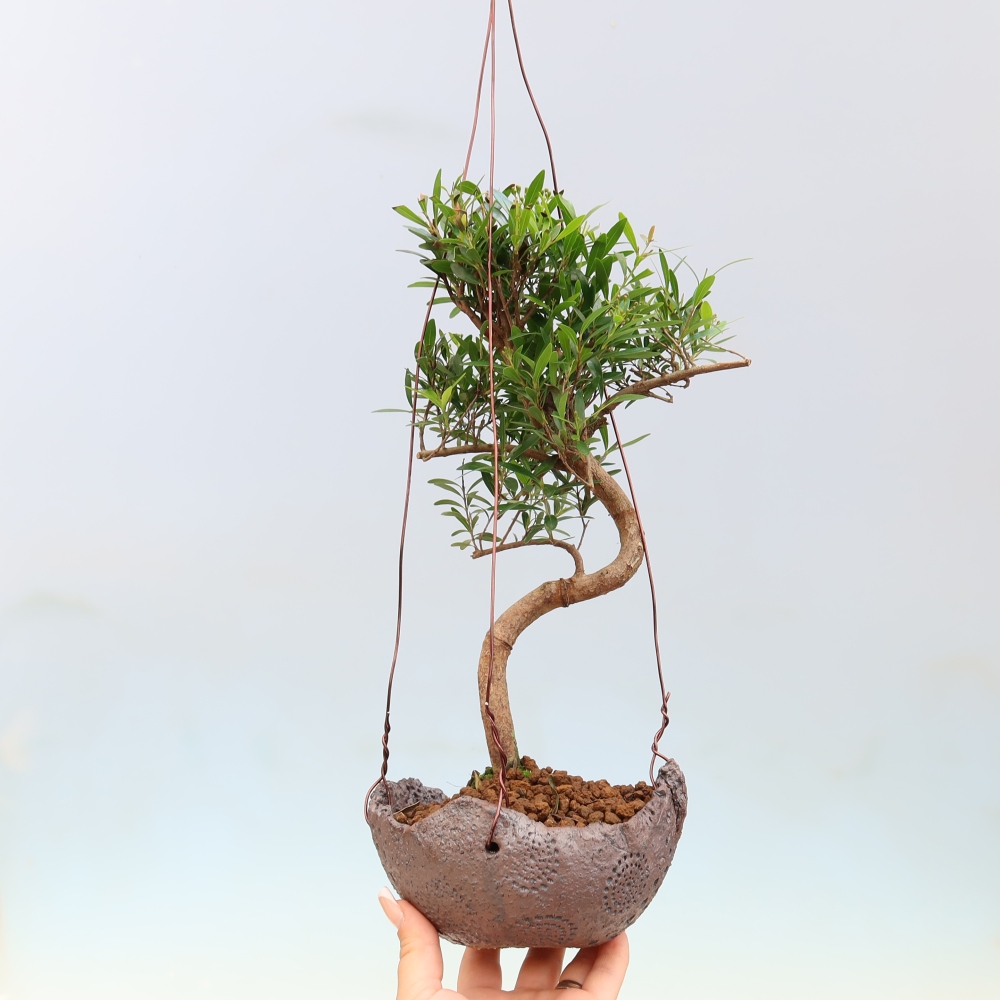 Kokedama in keramiek -Syzygium - Pimentboom