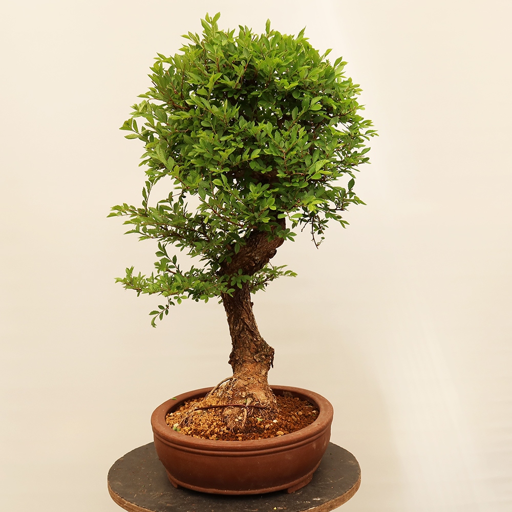 Bonsai voor buiten - Zelkova - Zelkova NIRE