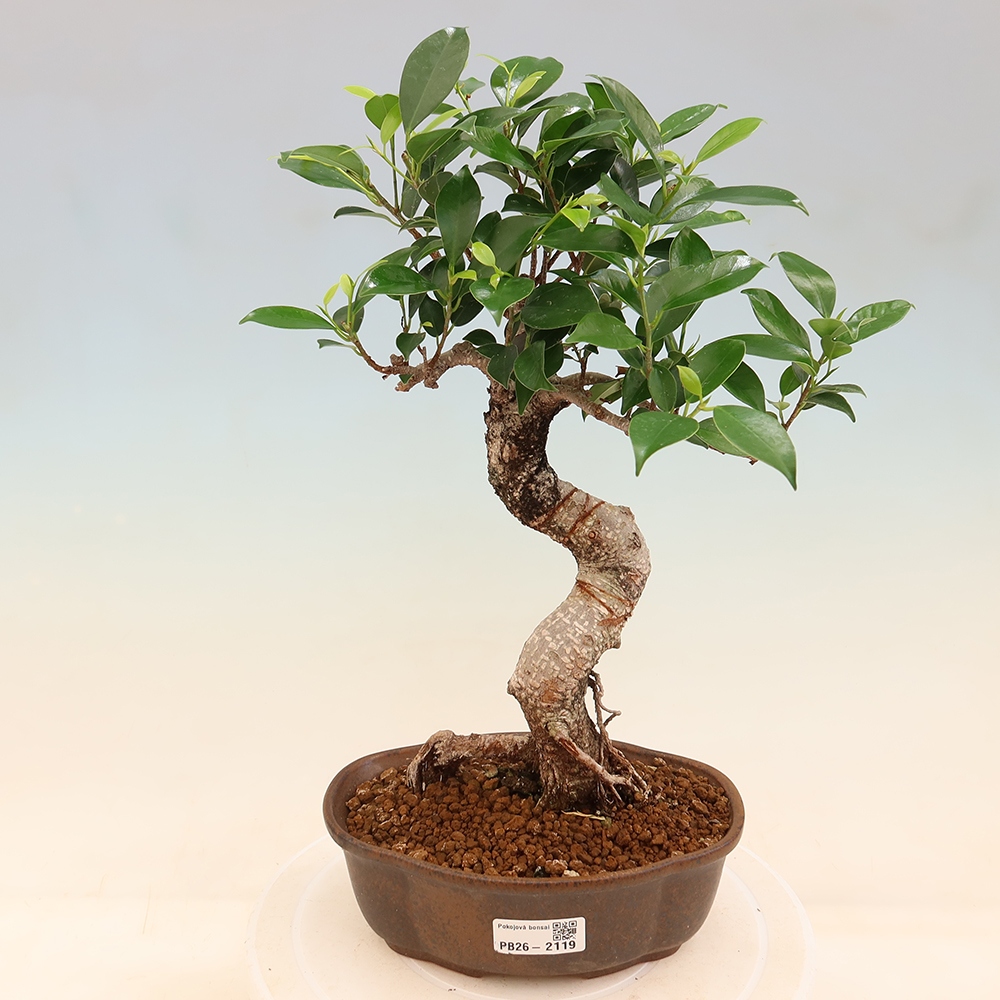 Kamerbonsai - Ficus retusa - kleinbladige ficus