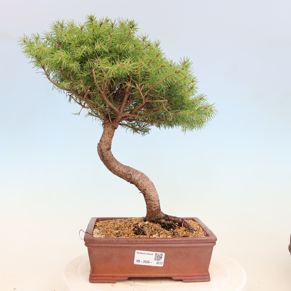 Bonsai voor buiten - Gewone spar - Picea glauca bol