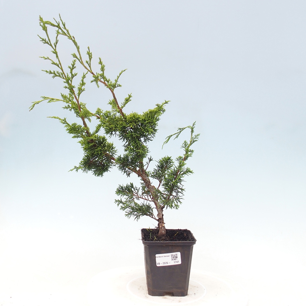 Bonsai voor buiten - Juniperus chinensis Itoigawa