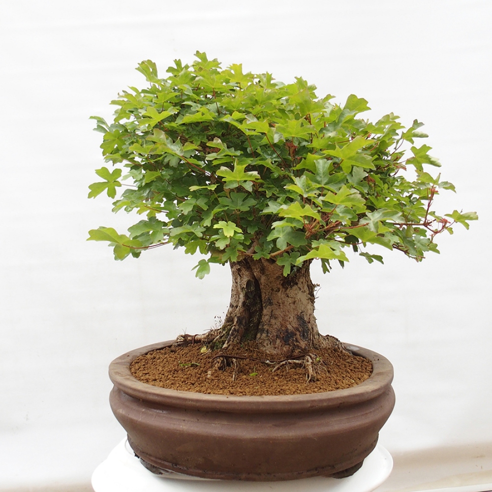 Bonsai voor buiten - Acer Campestre - Esdoorn babyka