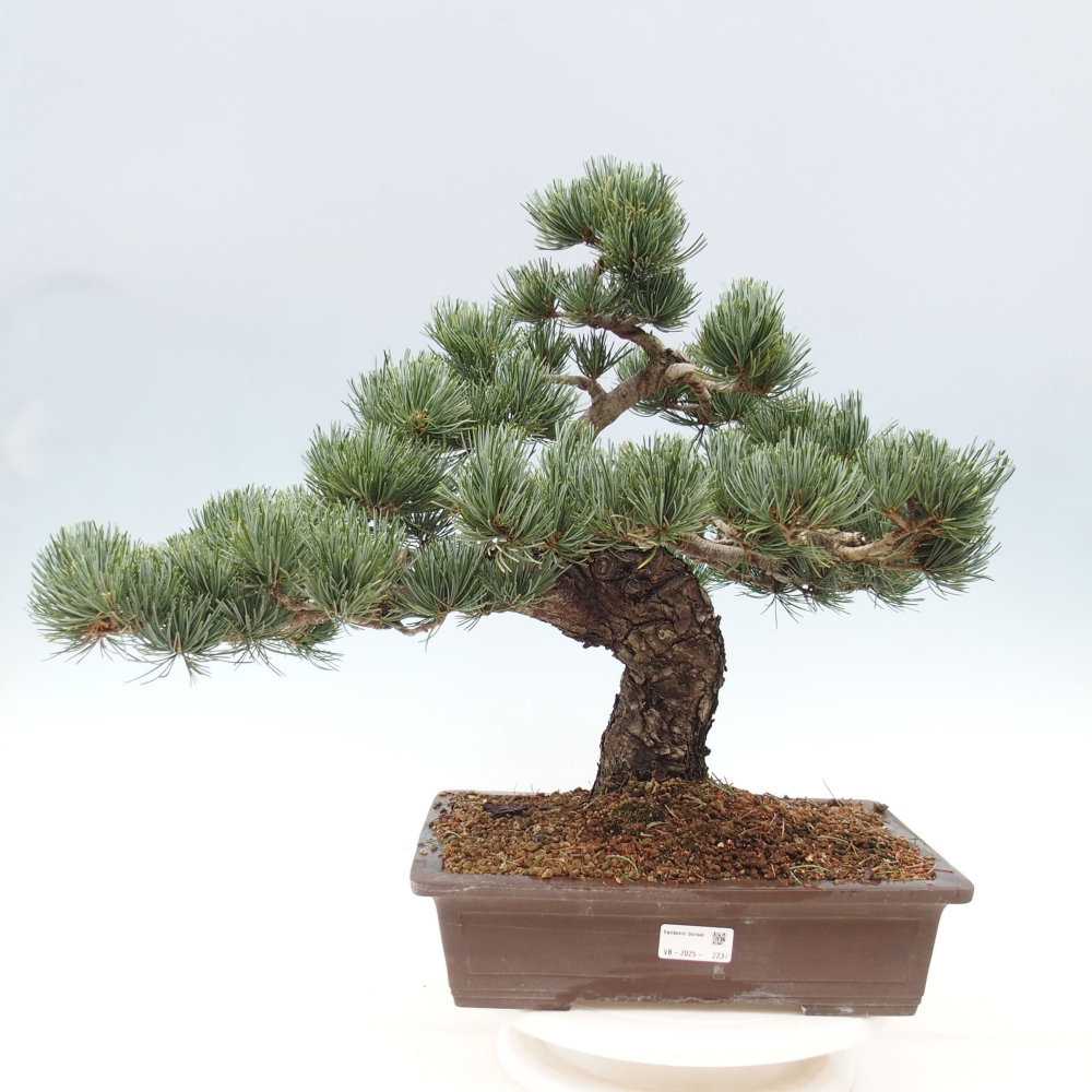 Bonsai voor buiten - Pinus parviflora - Pinus parviflora