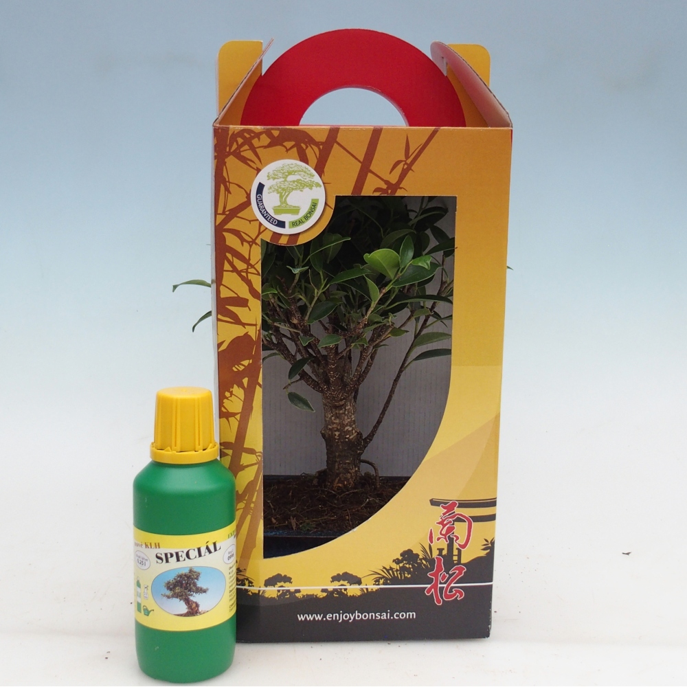 Kamerbonsai in geschenkverpakking Ficus retusa - Kleinbladige ficus