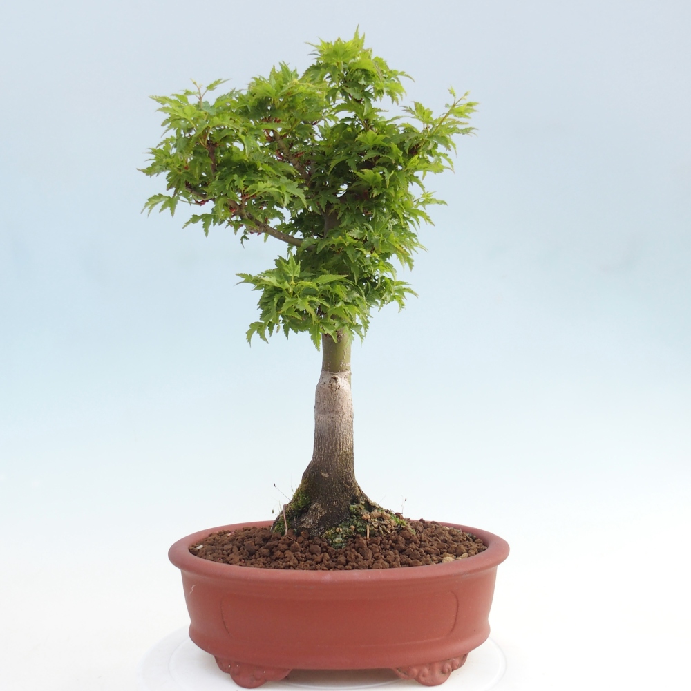 Bonsai voor buiten -Javor palm Acer palmatum Shishigashira