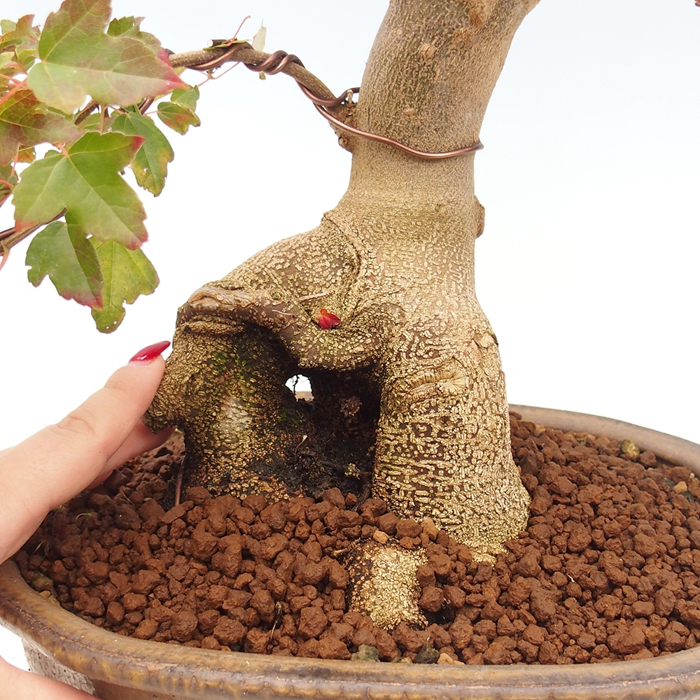 Bonsai voor buiten - Acer Buergerianum - Burgeresdoorn