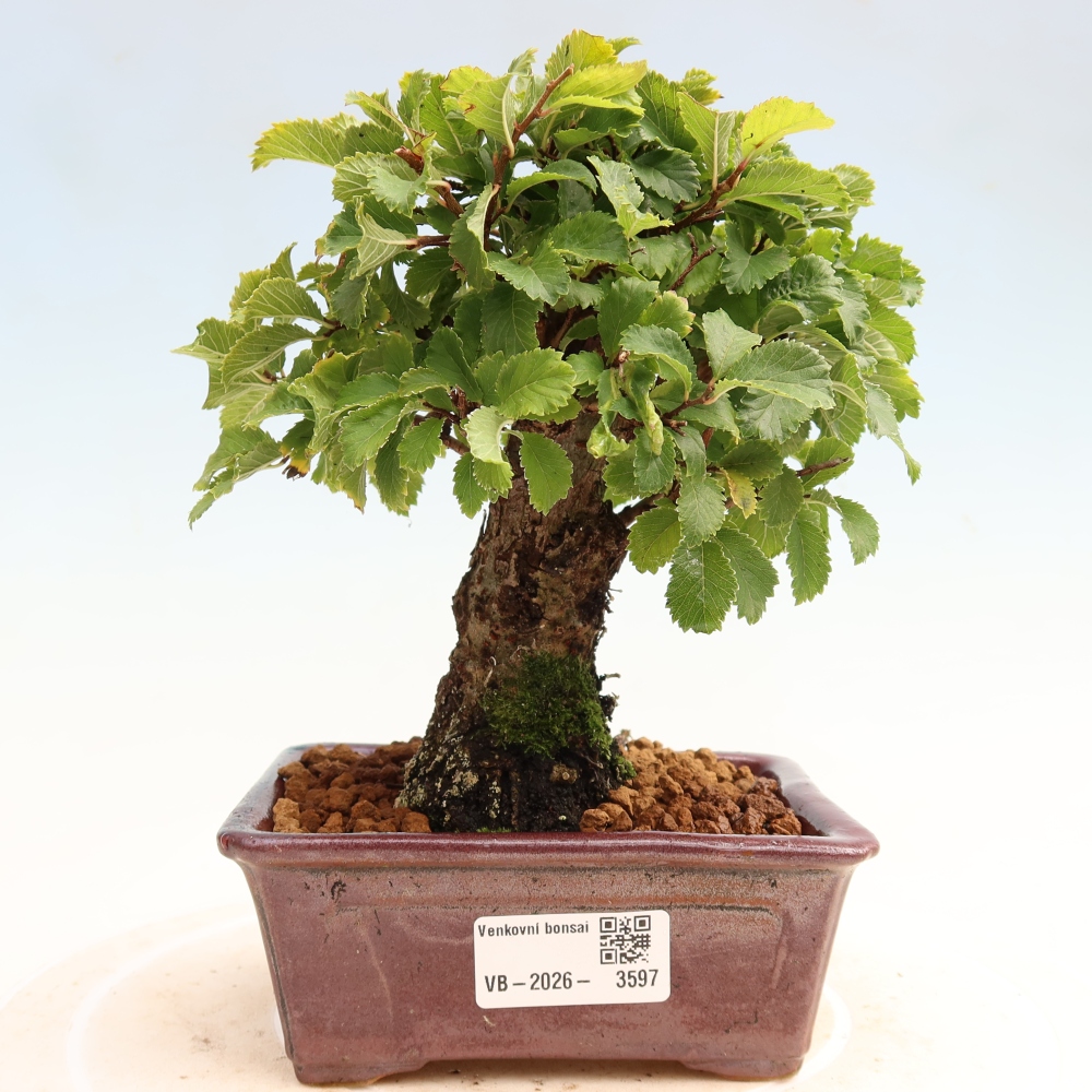 Bonsai voor buiten - Zelkova - Zelkova NIRE