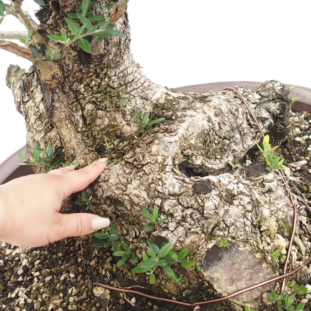 Bonsai voor binnen - Olea europaea sylvestris